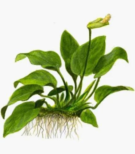 pflanze-anubias-barteri-var-nana-mehrtriebig-topf-grt06-vordergrund-7488