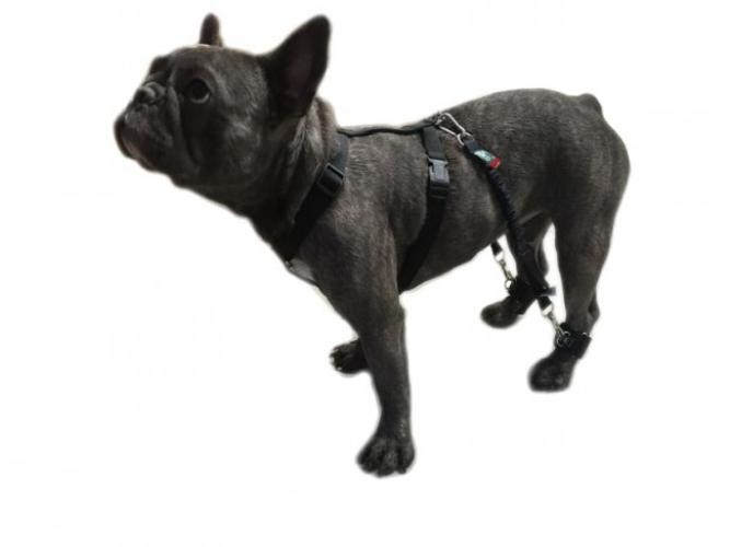 biko-hundeexpander-grosse-6-starter-ohne-manschetten-163114