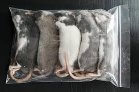 Futterratte klein 20-30g, gefroren – Frostfutter für Schlangen und Raubtiere