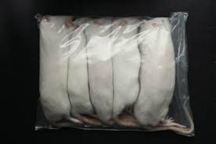 futterratte-gross-gefroren-150-200-g-frostfutter-fur-schlangen-und-raubtiere-55073