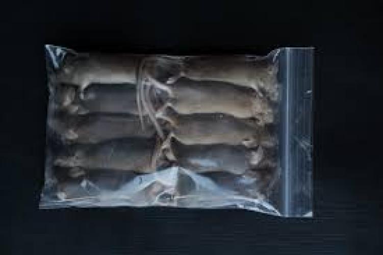 futtermaus-gefroren-mittel-klein-23g-55072