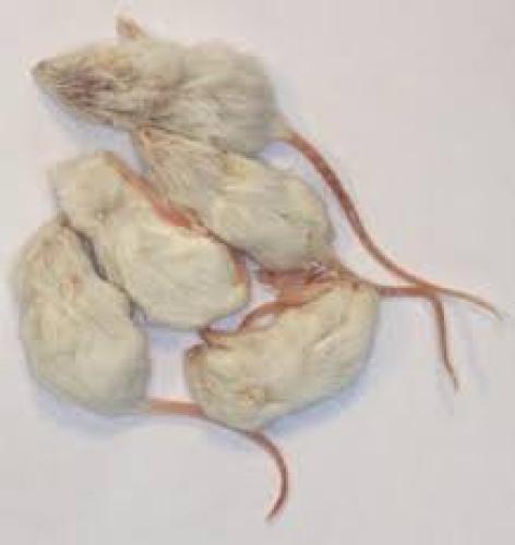 futtermaus-mittel-springer-gefroren-frostfutter-ca-12-g-55066