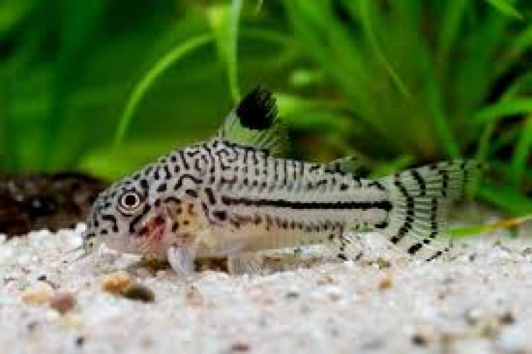juli-panzerwels-corydoras-julii-3-4-cm-wildfang-aquarium-6997