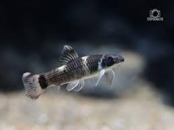 garra-flavatra-panda-saugbarbe-fur-aquarien-aus-myanmar-nz-3cm-5918