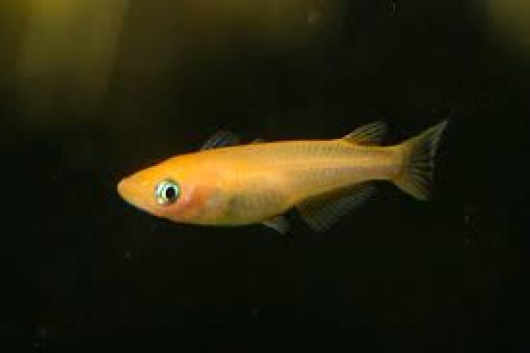 japanischer-reisfisch-sparkled-orange-15-2-cm-dnz-6582