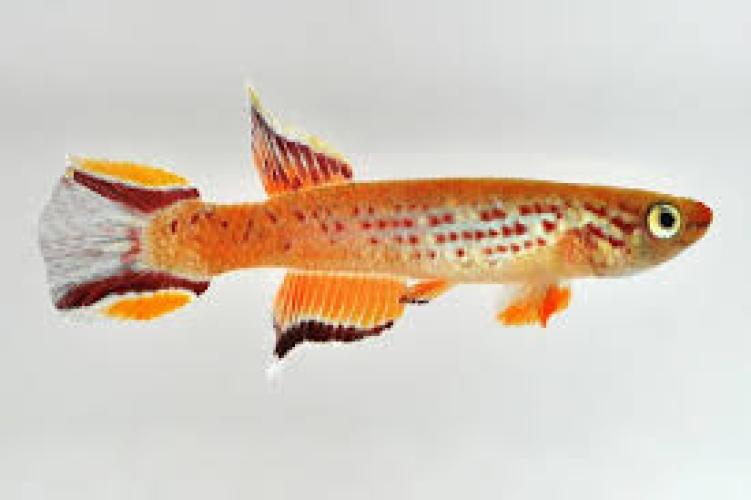 kap-lopez-gold-rot-3-4-cm-dnz-aphyosemion-australe-6579