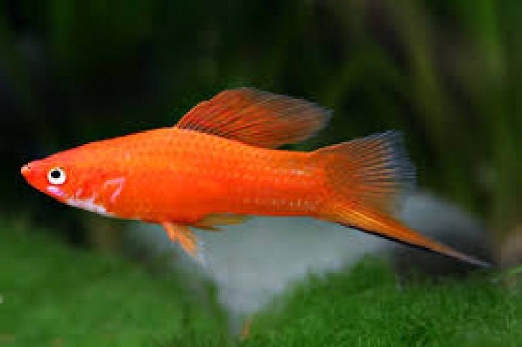 roter-schleierflossen-schwerttrager-red-lyretail-4-6-cm-nz-6462