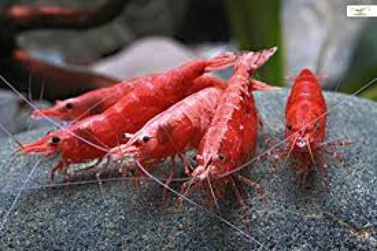 neocaridina-davidi-cherry-fire-red-garnelen-nz-5664