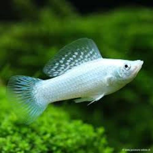 riesenmolly-silber-4-5-cm-nz-poecilia-latipinna-6479