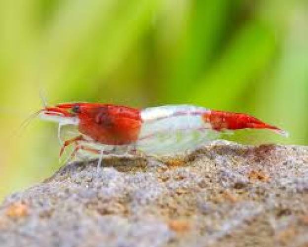 neocaridina-davidi-rili-red-white-a-grade-nz-5661