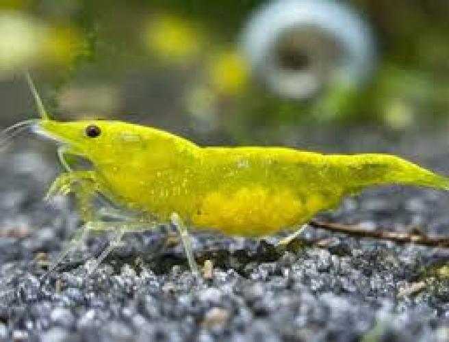 neocaridina-davidi-yellow-fire-neon-stripe-dnz-5656