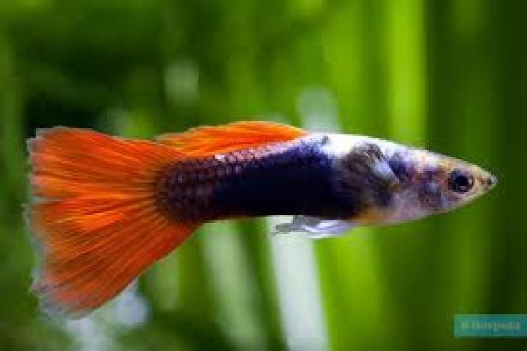 poecilia-reticulata-female-farb-mix-guppy-126671