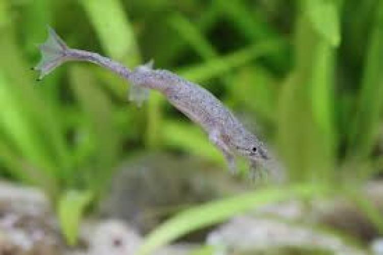 hymenochirus-boettgeri-zwergkrallenfrosch-dnz-dnz-2-3cm-hymenochirus-boettgeri-5686