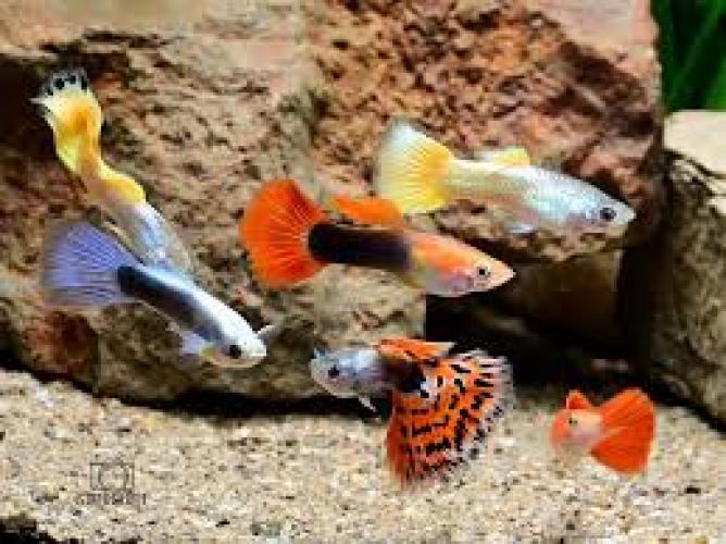 guppy-poecilia-reticulata-bunter-farbmix-fancy-6661