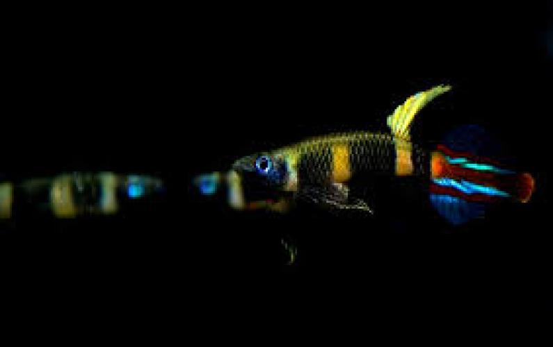 epiplatys-annulatus-ringelhechtling-nz-1-2-cm-126672