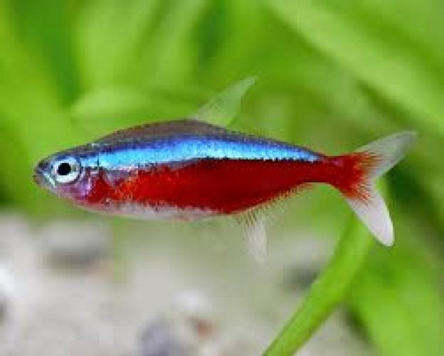 roter-neon-dnz-2-25-cm-paracheirodon-axelrodi-126673