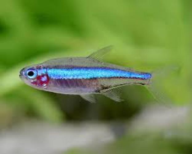 blauer-neon-wf-2-cm-paracheirodon-simulans-6928