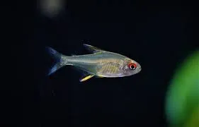 Zitronensalmler NZ 2–2,5 cm – Hyphessobrycon pulchripinnis