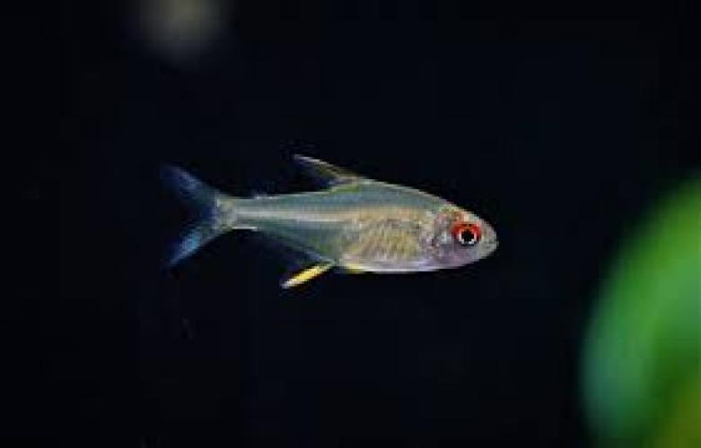 Zitronensalmler NZ 2–2,5 cm – Hyphessobrycon pulchripinnis
