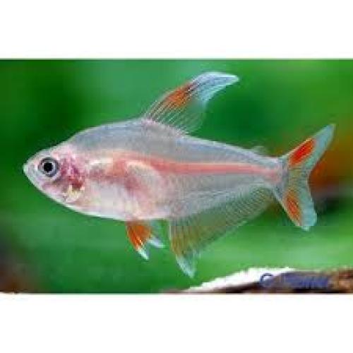 Hyphessobrycon ornatus White Fin – 2–3 cm NZ