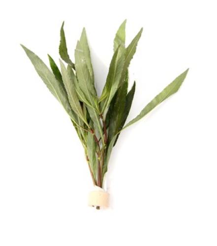 hygrophila-corymbosa-stricta-aquarienpflanze-fur-hintergrundbepflanzung-7385