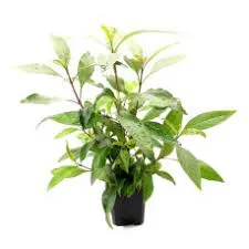 Hygrophila corymbosa sp. XXL – Aquariumpflanze im 8×8 cm Topf