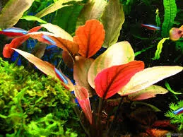 Lagenandra meeboldii Rot XL – Aquariumpflanze im 7×7 cm Topf