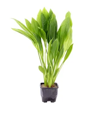 Echinodorus grisebachii Bleherae XL – große Amazonas-Schwertpflanze, 7×7 cm Topf