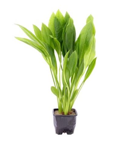 echinodorus-grisebachii-bleherae-xl-grosse-amazonas-schwertpflanze-77-cm-topf-7413