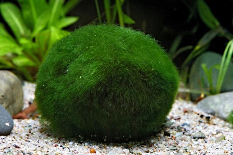 superballs-aegagropila-linnaei-3-stuck-dose-vordergrund-7303