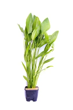 Echinodorus argentinensis – T/18 Topf, Hintergrundpflanze