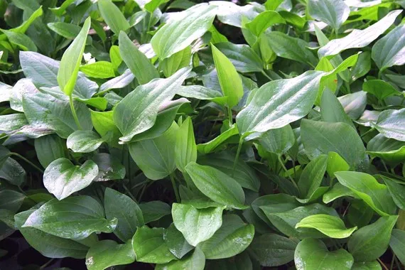 Echinodorus argentinensis – T/18 Topf, Hintergrundpflanze