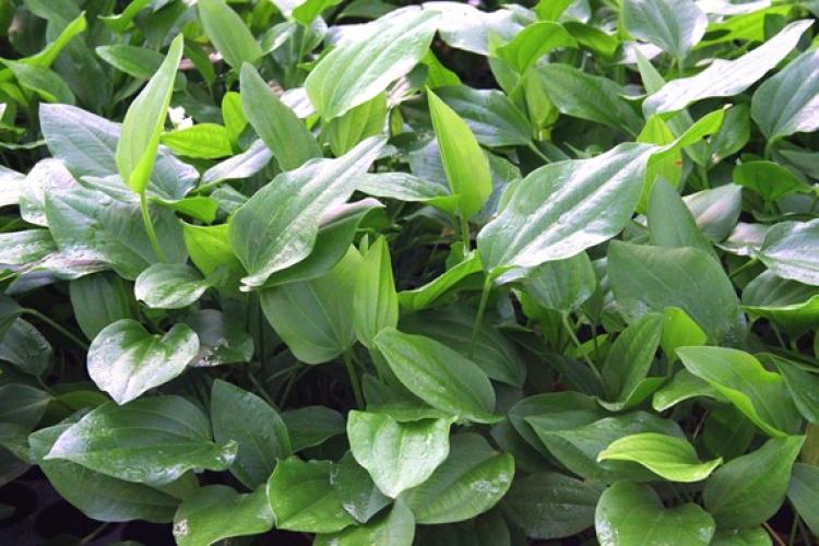 Echinodorus argentinensis – T/18 Topf, Hintergrundpflanze