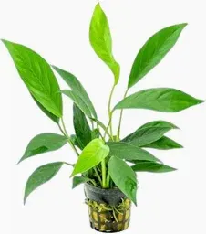 Anubias barteri var. Glabra – T/15 Topf, Mittelgrund