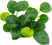 Anubias barteri 'Coin Leaf' Aquariumpflanze für Aquarien