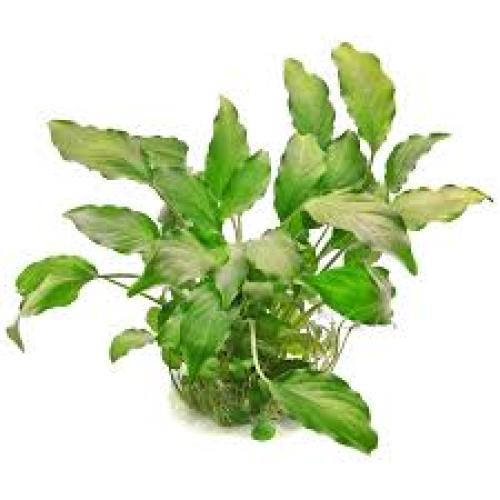 schismatoglottis-prietoi-t06-topf-vordergrund-7309