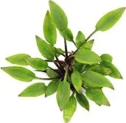 Cryptocoryne lutea Hobbit – T/03 Topf, Vordergrund