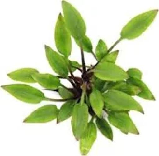 cryptocoryne-lutea-hobbit-t03-topf-vordergrund-7439