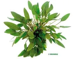 Cryptocoryne lucens – T/08 Topf, Vordergrund