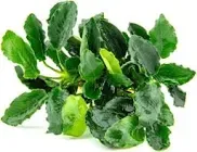 Anubias nana Mini Kirin – Vordergrundpflanze