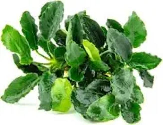 anubias-nana-mini-kirin-vordergrundpflanze-7477