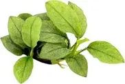 Anubias nana 'Jade' Aquariumpflanze für Süsswasseraquarien
