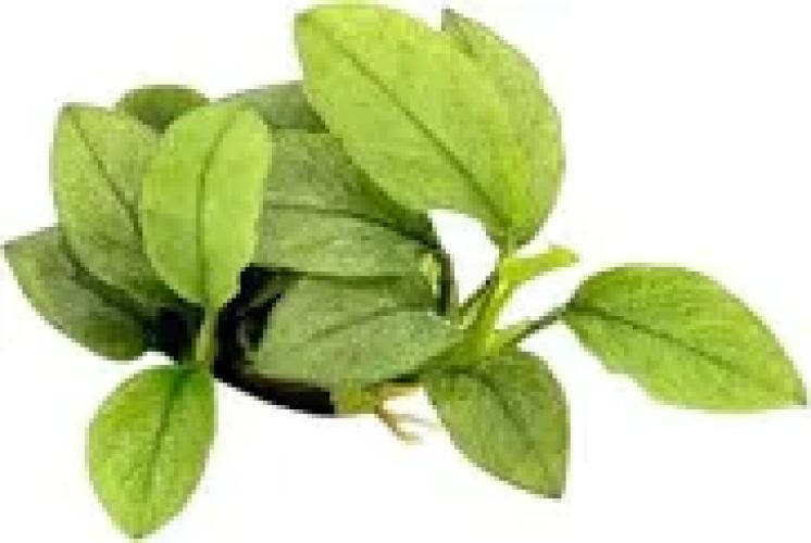 anubias-nana-jade-t04-topf-vordergrund-7468