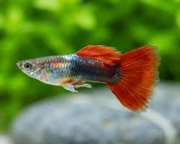 guppy-mannchen-tuxedo-blonde-rot-3-4-cm-nz-6685