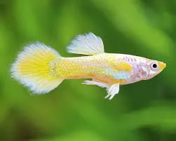Guppy Poecilia reticulata Neongelb – lebende Aquarienfische weiblich