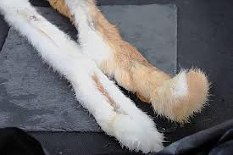 kaninchenfellstange-1-stuck-hundekauartikel-147879