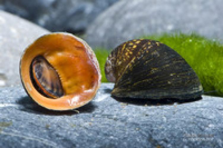 schwarze-kugel-rennschnecke-wf-1-2-cm-neritina-pulligera-5621