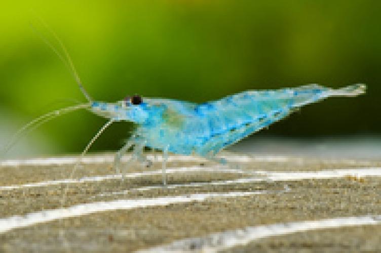 neocaridina-davidi-blue-velvet-a-garde-garnele-blau-163167