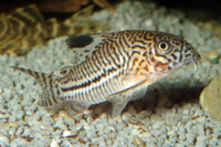 corydoras-julii-juli-panzerwels-137410