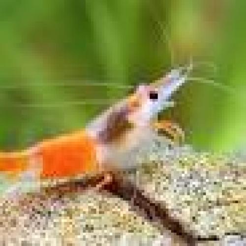 rili-garnele-orange-nz15-2cm-neocaridina-davidi-orange-rili-5659